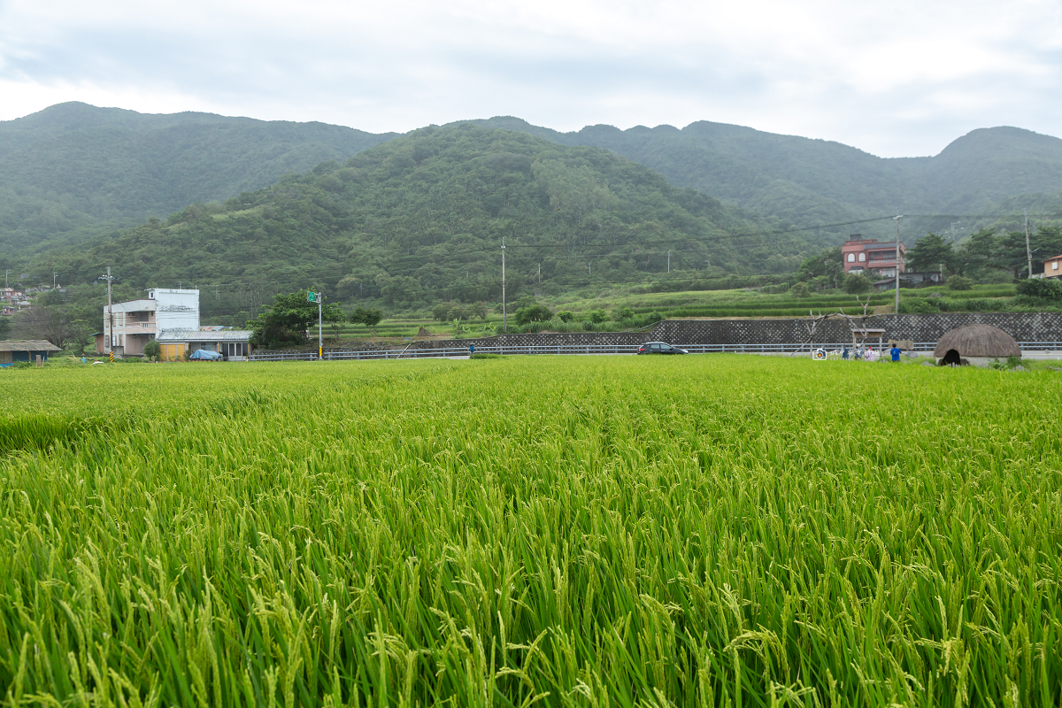 [花蓮景點]新社梯田｜花東海線順遊景點！層層稻田一路延伸太平洋，山海相依的海梯田 @城市少女阿璇