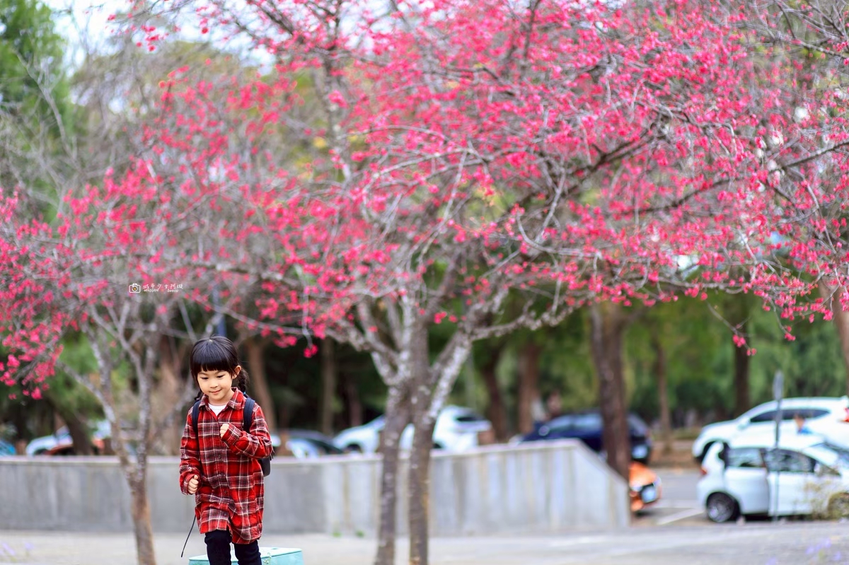 [南投埔里美食]暨南大學裡藏了間粵菜餐廳！八蔘聚 Blossom Chi，環境氣派、吃飽還能逛校園｜櫻花季推薦 @城市少女阿璇
