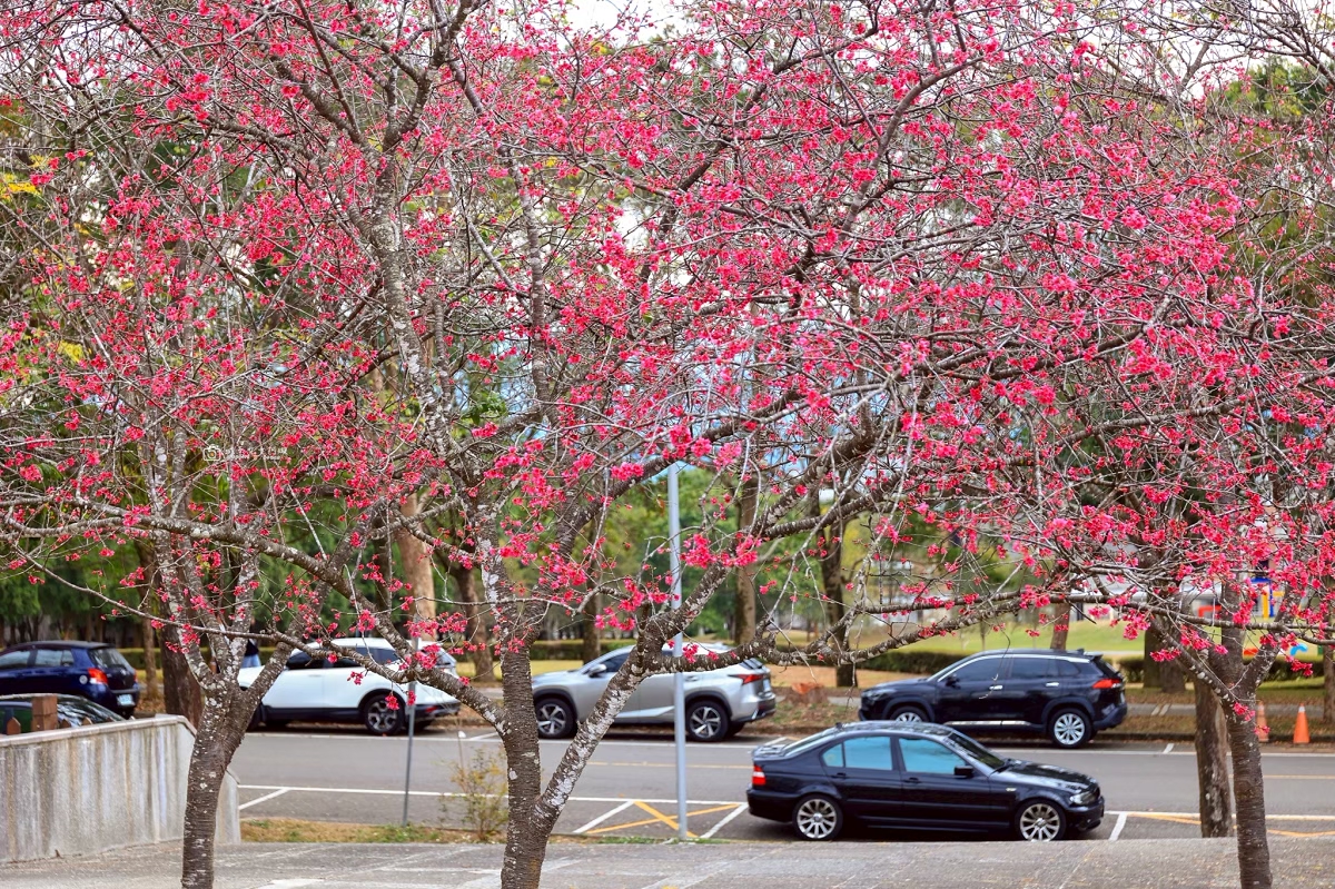 [南投埔里美食]暨南大學裡藏了間粵菜餐廳！八蔘聚 Blossom Chi，環境氣派、吃飽還能逛校園｜櫻花季推薦 @城市少女阿璇
