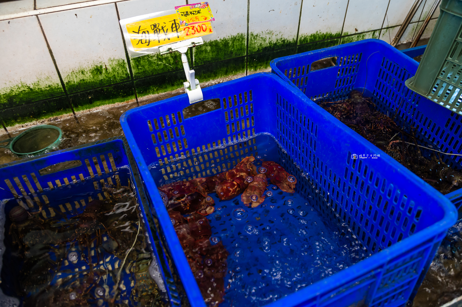 [花蓮美食]055龍蝦海鮮餐廳｜龍蝦自己挑、海鮮明碼標價！花蓮壽豐平價海鮮推薦 @城市少女阿璇