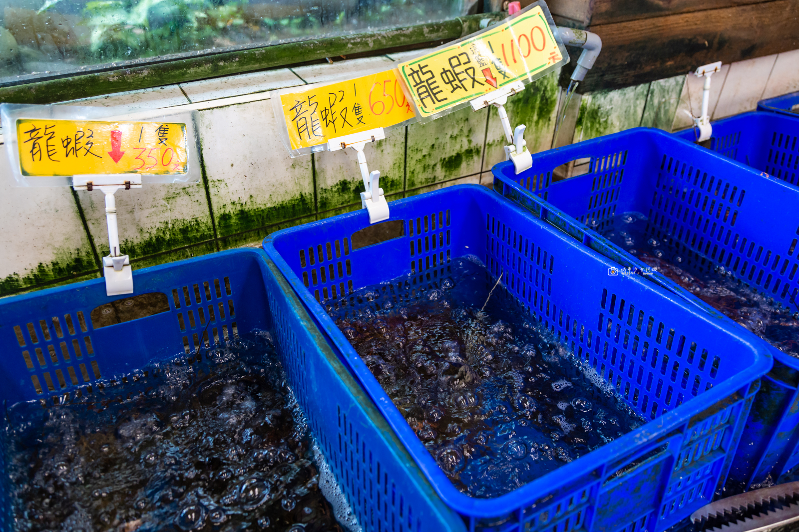 [花蓮美食]055龍蝦海鮮餐廳｜龍蝦自己挑、海鮮明碼標價！花蓮壽豐平價海鮮推薦 @城市少女阿璇