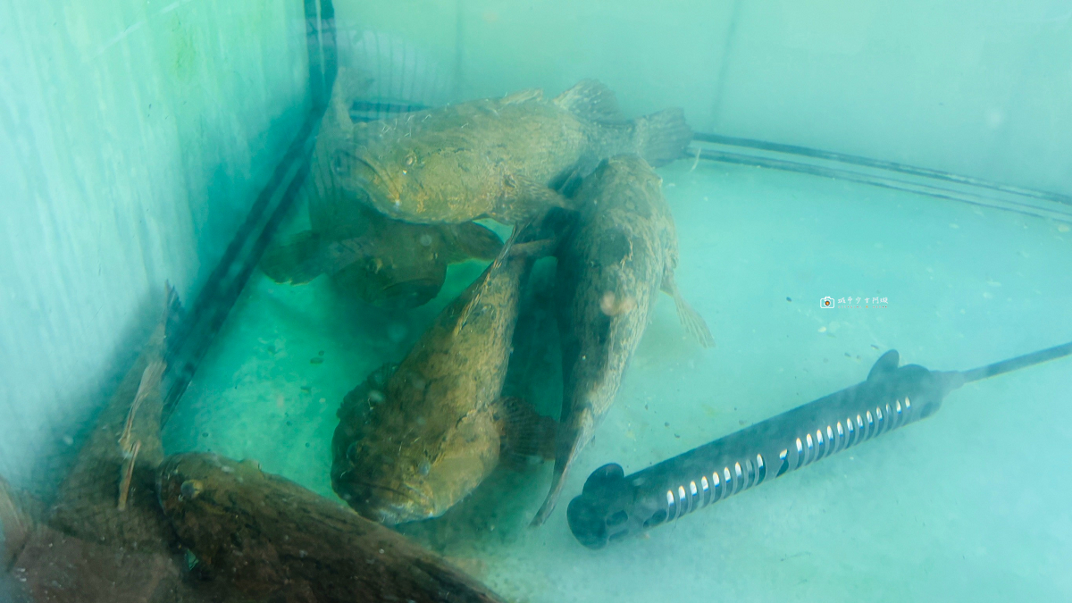[嘉義美食] 大埔佳香餐飲部｜臉盆大的砂鍋魚頭超浮誇！曾文水庫大埔必吃美食 @城市少女阿璇