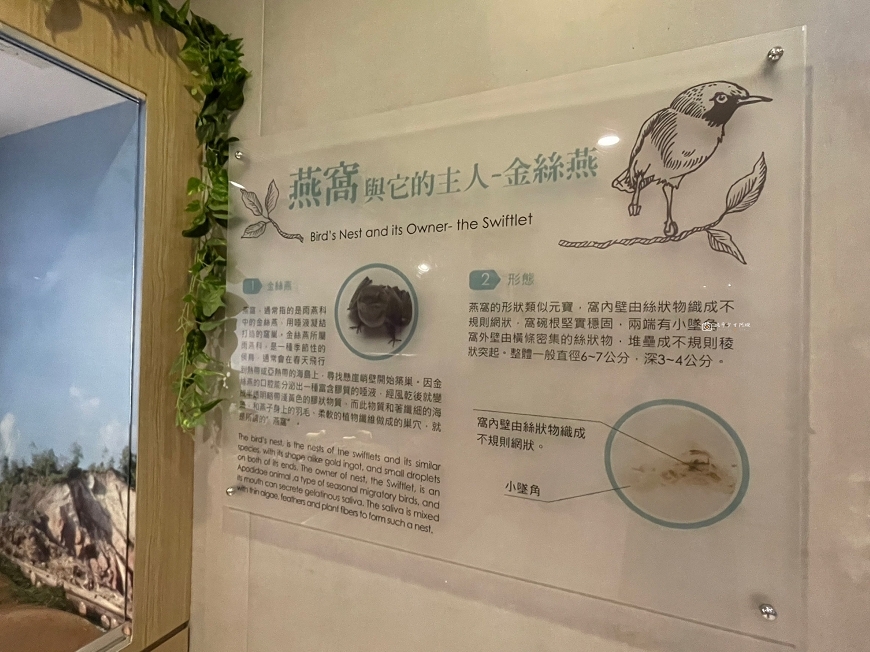 [台南景點] 新百祿燕窩觀光工廠｜免費參觀認識燕窩，冰糖燕窩DIY自己挑燕毛 @城市少女阿璇