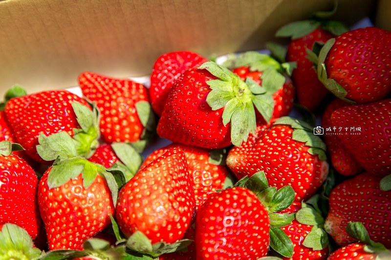 [台南景點]草莓控出發吧！台南採草莓聖地 季節限定讓你莓開眼笑|美裕草莓園 @城市少女阿璇