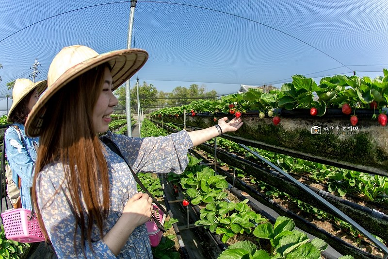 [台南景點]草莓控出發吧！台南採草莓聖地 季節限定讓你莓開眼笑|美裕草莓園 @城市少女阿璇