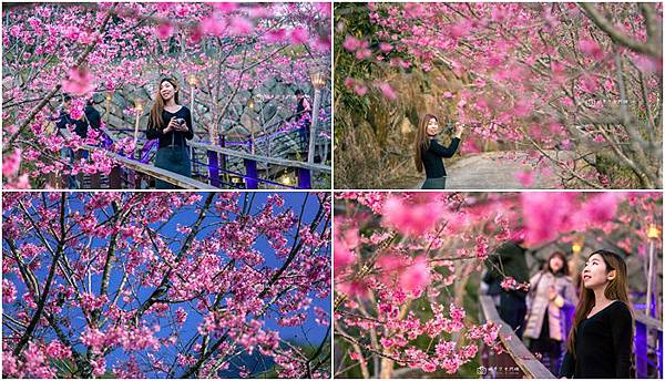 [嘉義景點]連假必追賞櫻秘境  阿里山花況盛開滿炸  網美的夢幻粉色天堂 |頂石棹櫻之道 @城市少女阿璇