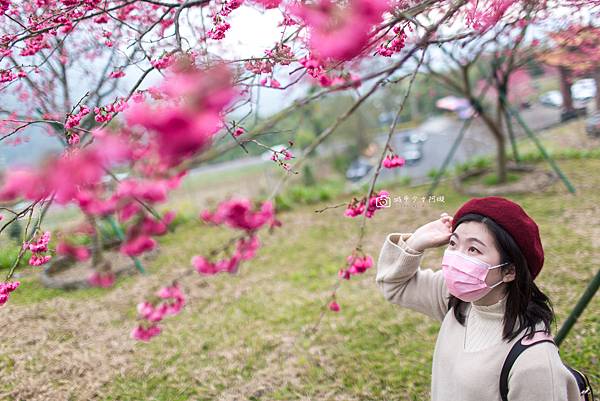 [嘉義景點]阿里山賞櫻秘境 想拍美照不用人擠人 偽出國超夢幻櫻花勝地分享 @城市少女阿璇