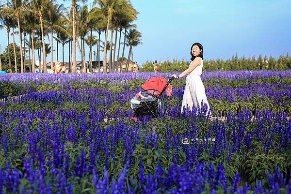 [台南景點]學甲蜀葵花海 季節限定浪漫花田 夢幻仙氣美照這裡拍 @城市少女阿璇