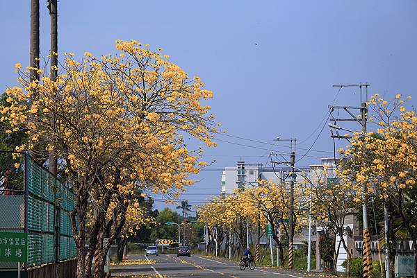 [台南景點]黃花絢爛盛開，紛飛學甲糖鐵，黃金雨紛飛自行車道太浪漫 @城市少女阿璇