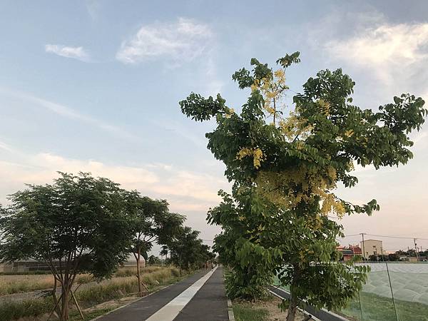 [台南景點]黃花絢爛盛開，紛飛學甲糖鐵，黃金雨紛飛自行車道太浪漫 @城市少女阿璇