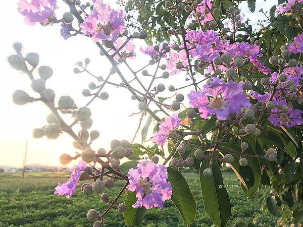 [台南景點]黃花絢爛盛開，紛飛學甲糖鐵，黃金雨紛飛自行車道太浪漫 @城市少女阿璇