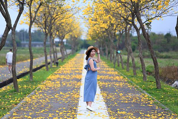 [台南景點]黃花絢爛盛開，紛飛學甲糖鐵，把握最後2天花期 @城市少女阿璇