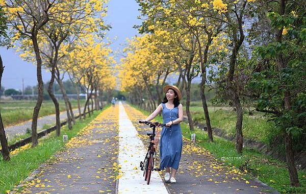 [台南景點]黃花絢爛盛開，紛飛學甲糖鐵，黃金雨紛飛自行車道太浪漫 @城市少女阿璇