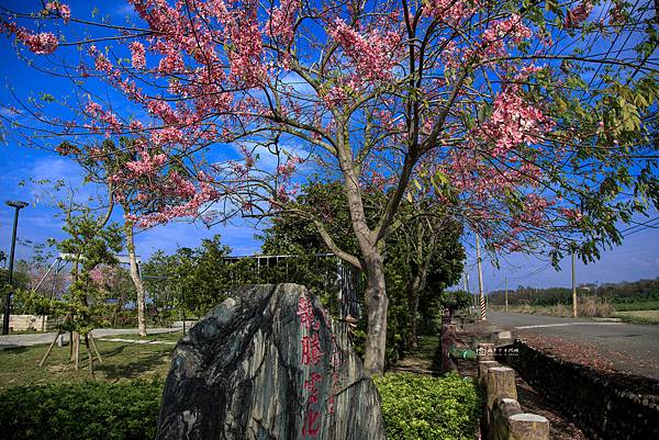 [台南景點]營頂佳福寺 花旗木粉紅花海浪漫綻放中 免門票超夯親子景點 @城市少女阿璇