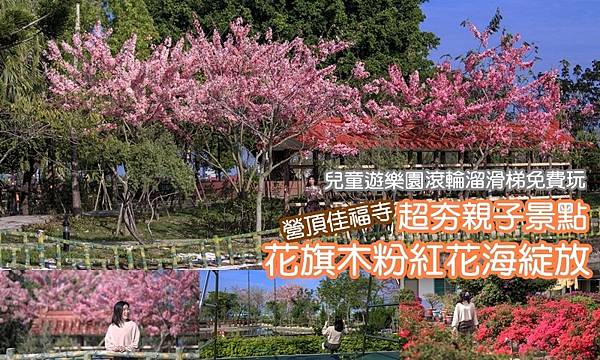 [台南景點]營頂佳福寺 花旗木粉紅花海浪漫綻放中 免門票超夯親子景點 @城市少女阿璇