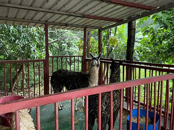 [台南景點]免門票馬場 近距離餵食可愛動物 騎馬體驗超療癒│台灣馬樂活山莊 @城市少女阿璇