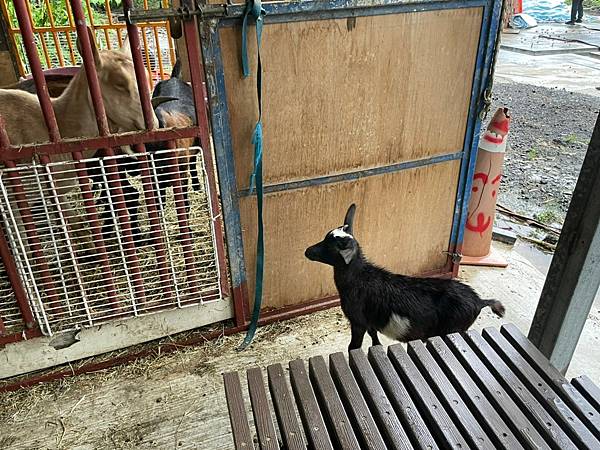 [台南景點]免門票馬場 近距離餵食可愛動物 騎馬體驗超療癒│台灣馬樂活山莊 @城市少女阿璇