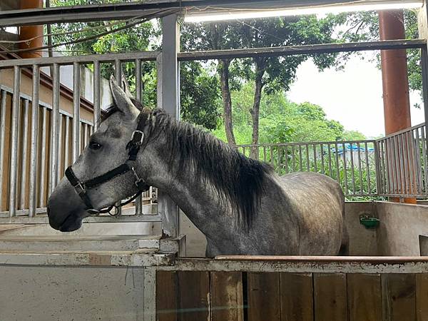 [台南景點]免門票馬場 近距離餵食可愛動物 騎馬體驗超療癒│台灣馬樂活山莊 @城市少女阿璇