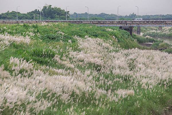 [台南景點]季節限定 超浪漫白雪地毯   夢幻甜根子草超好拍│台南甜根子草花海 @城市少女阿璇